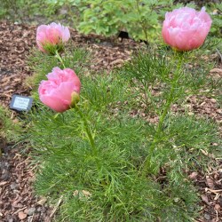Rosea Plena IMG_0882